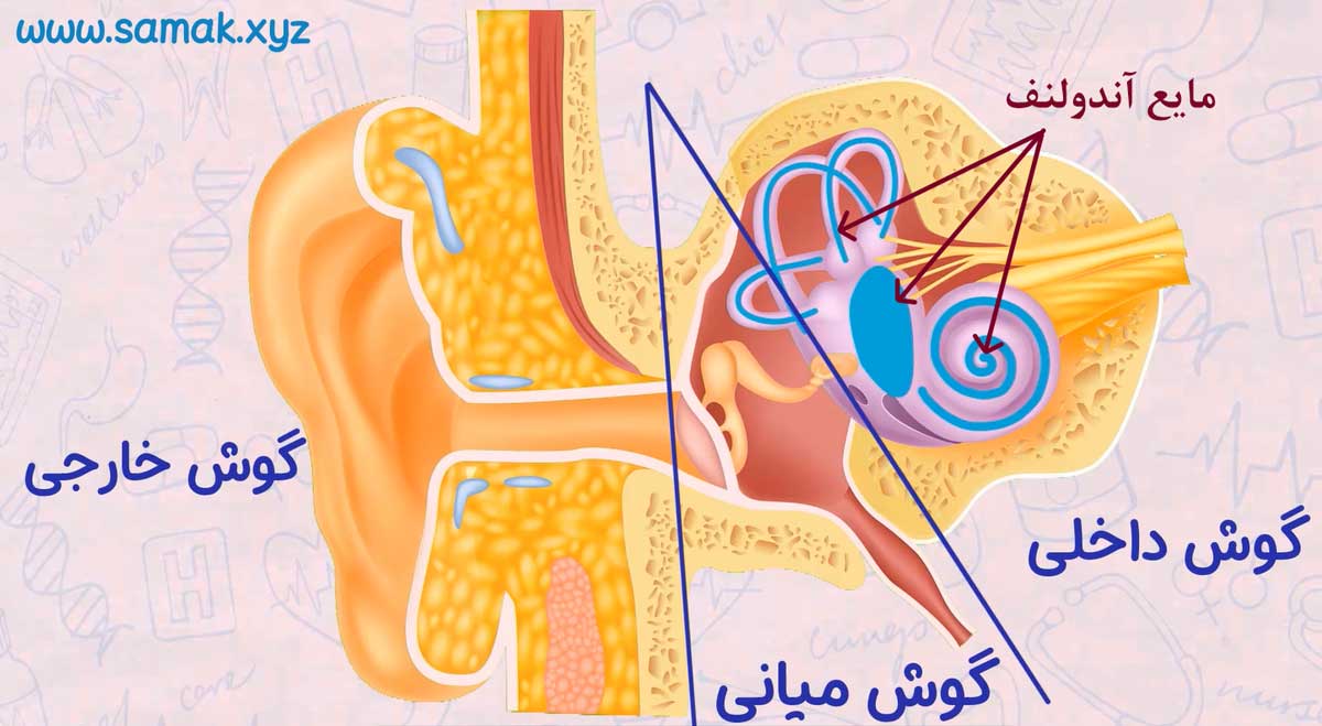 گوش انسان شامل ۳ بخش گوش خارجی، گوش میانی و گوش داخلی می باشد