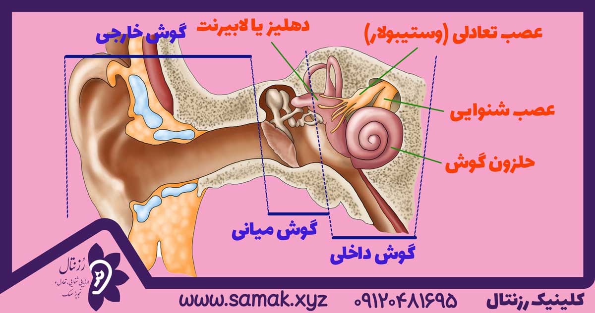 نوریت دهلیزی (نوریت وستیبولار) یا التهاب عصب دهلیزی در گوش داخلی باعث التهاب و متورم شدن عصب وستیبولار می گردد